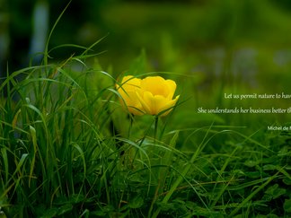 Zitat von Michel de Montaigne über Natur auf Englisch