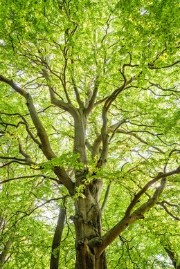 the_tree
